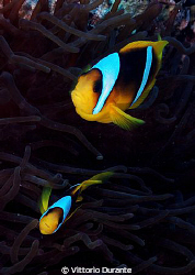 Clown fishes on anemone by Vittorio Durante 